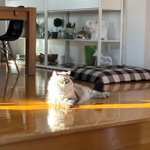 Meet your Posher, Claudia